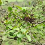 Aulne du caucase (alnus subcordata)