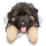 Autocollants chiens muraux 3d - paquet de 2 - stickers berger allemand chiot pour mur - frigo - toilette ...
