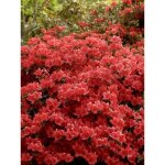 Azal�e japonaise 'girard's scarlet' pot de 2l / 3l