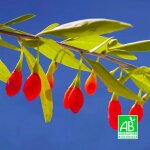 Baie de goji bio (lycium barbarum)
