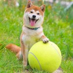Balle de tennis gante en caoutchouc pour chiens, 24 cm, paisse et durable, idale pour lancer et lancer ...