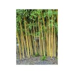 Le jardin du pic vert - bambou dor 'holochrysa' pot de 12l / 15l