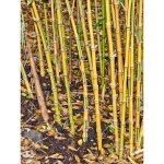 Le jardin du pic vert - bambou dor 'ko' pot de 4l / 5l