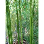Bambou gant 'macclure' pot de 4l / 5l