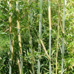 Bambou g�ant - phyllostachys bissetii - 60 - 80 cm pot