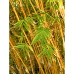 Bambou des haies 'alphonse karr' pot de 4l / 5l