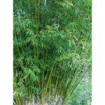 Bambou des haies pot de 12l / 15l