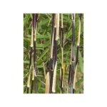 Le jardin du pic vert - bambou non traant 'jiuzhaigou deep purple' pot de 4l / 5l