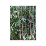 Le jardin du pic vert - bambou non tra�ant 'obelisk ' pot de 4l / 5l