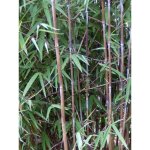 Le jardin du pic vert - bambou non tra�ant 'obelisk ' pot de 7, 5l / 10l