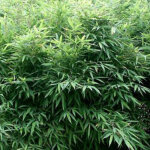 Bambou parapluie - fargesia murieliae 'bimbo' - 50 - 60 cm pot