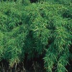 Bambou parapluie - fargesia murieliae 'simba' - 50 - 60 cm pot