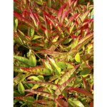 Bambou sacr 'moon bay' pot de 12 cm / 13 cm