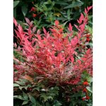 Le jardin du pic vert - bambou sacr� 'obsessed seika' pot de 2l / 3l