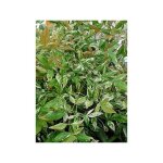 Le jardin du pic vert - bambou sacr 'twilight' godet de 8 / 9 cm