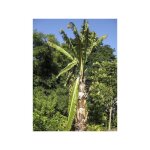 Bananier d'abyssinie le sachet de 5 graines (11g)