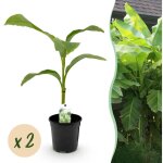 Bananier musa basjoo rustique ext�rieur lot 2 plantes pot 17 cm hauteur 40 cm? comfortxl green