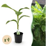 Bananier musa basjoo rustique ext�rieur lot 4 plantes pot 17 cm hauteur 40 cm? comfortxl green