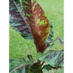 Bananier du sikkim 'red tiger' pot de 3l / 4l