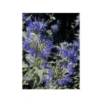Barbe - bleue, spir�e bleue 'sterling silver' - lissilv - godet de 8 / 9 cm