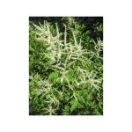 Barbe - de - bouc dio�que 'var. kamtschaticus' godet de 8 / 9 cm