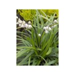 Barbe de serpent godet de 8 / 9 cm