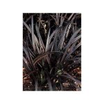 Barbe de serpent 'nigrescens' godet de 8 / 9 cm