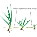 Barenbrug rpr lawn 1 kg graines de gazon �paisses et r�sistantes