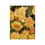 B�gonia 'apricot shades improved f1' le sachet de 25 graines