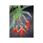 B�gonia de bolivie le sachet de 8 graines