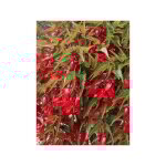 B�gonia 'chanson deep red f1' le sachet de 25 graines