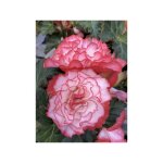 B�gonia 'non - stop rose petticoat f1' le sachet de 20 graines