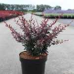 Berberis thunbergii dart's red lady - �pine - vinette pot de 2l / 3l