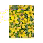 Bidens 'golden eye' le sachet de 150 graines (0, 5g)