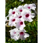 Bignone faux - jasmin 'blanc' pot de 2l / 3l
