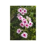 Bignone faux - jasmin 'rosea' pot de 2l / 3l