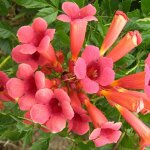 Bignone flamenco / pot de 2l