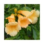 Bignone 'flava' (yellow trumpet) campsis radicans 3l - 60 / 90cm