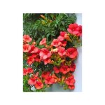 Le jardin du pic vert - bignone 'mme galen' pot de 2l / 3l