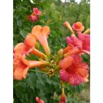 Bignone 'orangeade� 'tracamp' pot de 6l / 7l