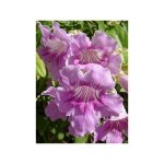 Bignone rose pot de 2l / 3l Bignone rose pot de 2l / 3l