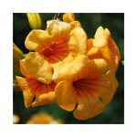 Bignone summer jazz gold - campsis tagliabuana 3l