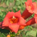 Bignone tango� 'huidan' / pot de 1l