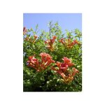 Le jardin du pic vert - bignone, trompette de virginie 'atropurpurea' pot de 2l / 3l Le jardin du pic vert - bignone, trompette de virginie 'atropurpurea' pot de 2l / 3l