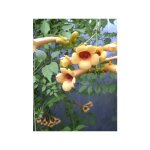 Bignone, trompette de virginie 'judy' pot de 2l / 3l