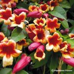 Bignone � vrilles (campsis capreolata)