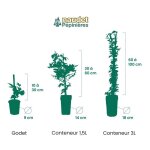 Bignone � vrilles (campsis capreolata)