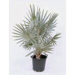 Bismarckia nobilis - bismarkia nobilis vaso 20