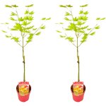 Bloomique - lot de 2 - acer shirasawanum moonrise - Érable du japon sur tronc - plantes de jardin - arbre ... Bloomique - lot de 2 - acer shirasawanum moonrise - Érable du japon sur tronc - plantes de jardin - arbre ...