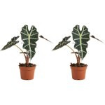 Bloomique - lot de 2 - alocasia polly - plante squelette - plante d'int�rieur - purificateur d'air - ...